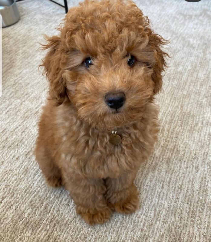 GOLDEN DOODLE PUPPIES AVAILABLE FOR ADOPTION. Image eClassifieds4u