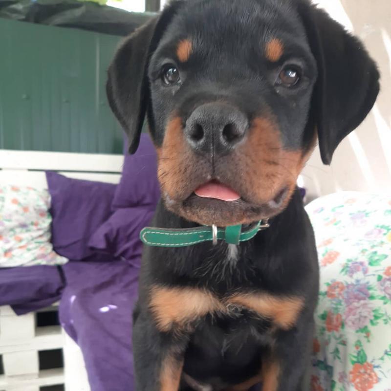 Healthy Male and Female Rottweiler puppies Image eClassifieds4u