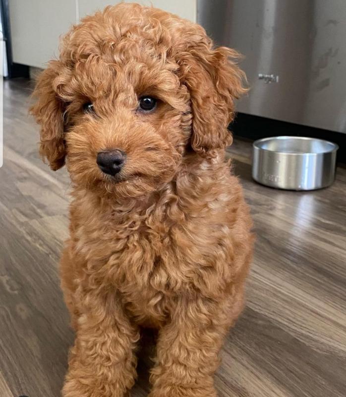 Home trained Golden Doodle puppies for great homes. Image eClassifieds4u