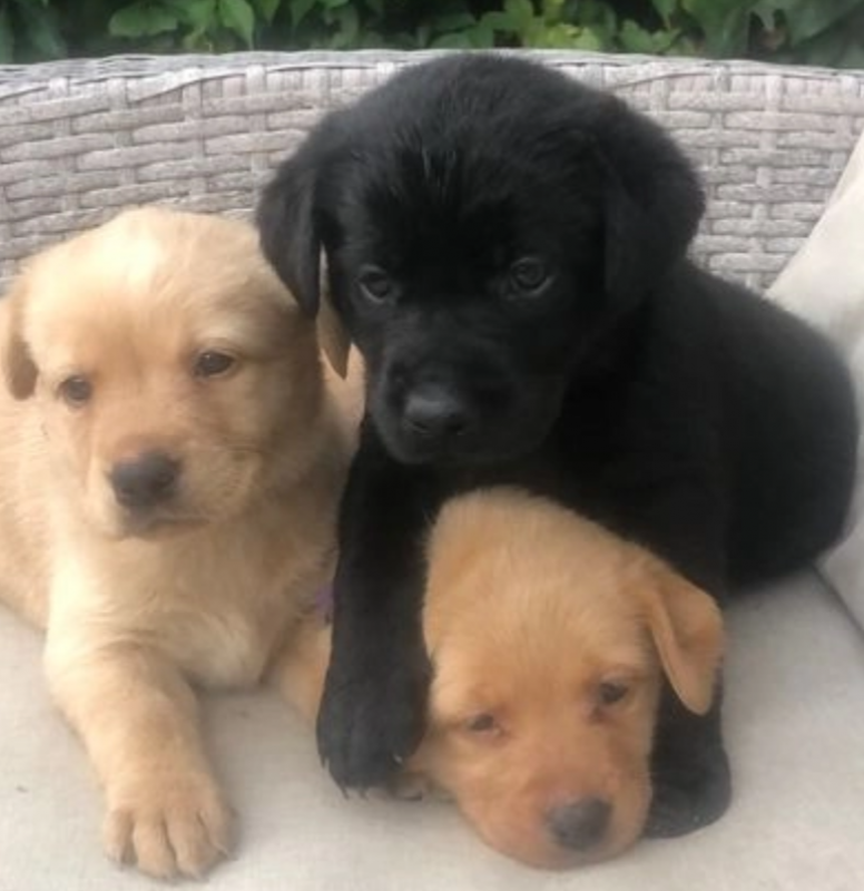 kc Reg Labrador puppies available Image eClassifieds4u