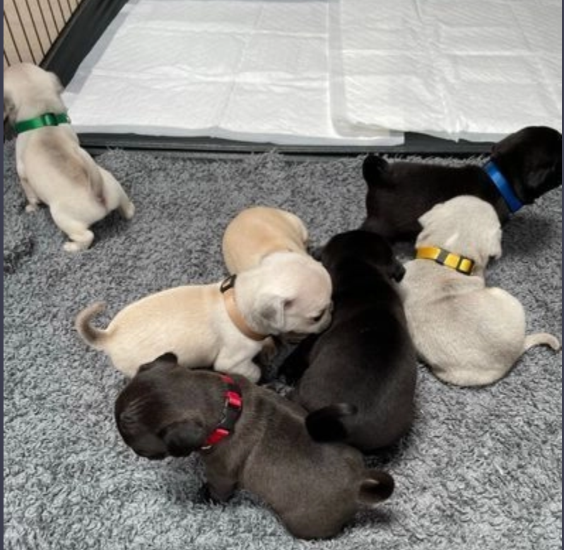 Kc reg pug puppies Image eClassifieds4u