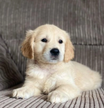 Golden Retriever puppies available Image eClassifieds4u 2