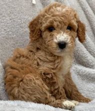 Goldendoodles puppies for sale male and females available Image eClassifieds4u 2