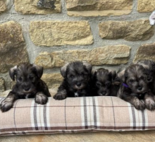 Beautiful KC Miniature Schnauzer puppies Image eClassifieds4u 2