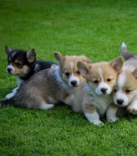Beautiful Pembroke corgi pups for sale Image eClassifieds4u 2