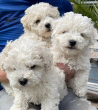 Bichon Frise puppies for sale Image eClassifieds4u 3