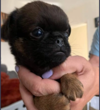Brussels Griffon Pups available Image eClassifieds4u 3