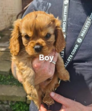 Cavalier King Charles Spaniel puppies Image eClassifieds4u 4