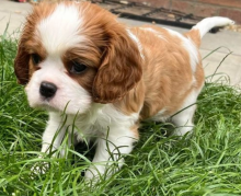 Cavalier King Charles Spaniel puppies Image eClassifieds4u 3