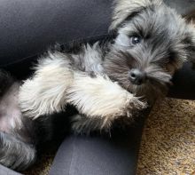 Charming Miniature Schnauzer Puppies Image eClassifieds4U