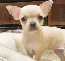 CHIHUAHUA PUPPIES READY FOR THEIR NEW HOME Image eClassifieds4U
