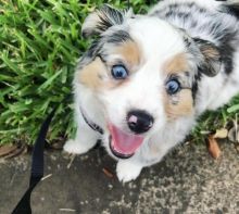 C.K.C MALE AND FEMALE AUSTRALIAN SHEPHERD PUPPIES AVAILABLE Image eClassifieds4U