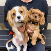 🟥🍁🟥 CANADIAN 🐶 CAVALIER KING CHARLES SPANIEL PUPPIES AVAILABLE Image eClassifieds4u 1