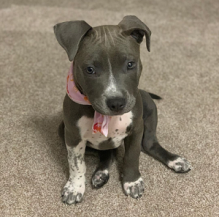 cute and adorable American blue nose pit-bull for adoption Image eClassifieds4U