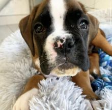 Cute Boxer puppies available Image eClassifieds4U