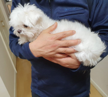 Cute Lovely Maltese Puppies male and female for adoption Image eClassifieds4U