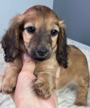 Dachshund puppies for sale Image eClassifieds4u 2