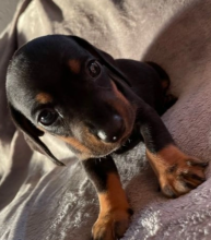 Dachshund puppies for sale Image eClassifieds4u 1