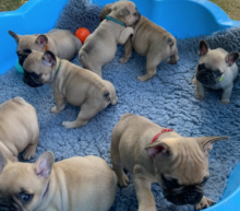 French Bulldog puppies for sale Image eClassifieds4u 1