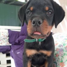 Healthy Male and Female Rottweiler puppies Image eClassifieds4U