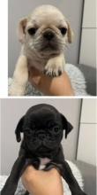 Kc reg pug puppies Image eClassifieds4u 1