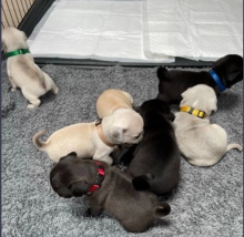 Kc reg pug puppies Image eClassifieds4u 2