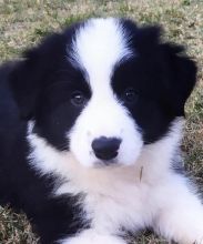 pretty border collie puppies for adoption Image eClassifieds4U