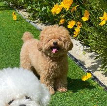 Purebred Bichon frise puppies for rehoming.(blancamonica041@gmail.com) Image eClassifieds4u 2