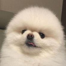 Purebred Pomeranian Puppies Available Image eClassifieds4U