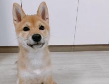 Shiba inu puppies for adoption Image eClassifieds4U