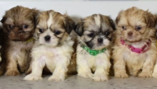 Shih tzu Puppies 🐶 Image eClassifieds4u 1