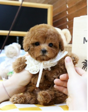 Stunning KC Registered Red Miniature Poodle Puppies for sale Image eClassifieds4u 2