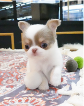 Stunning Long and Smooth coat Chihuahua's Image eClassifieds4u 3