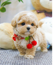 Super cute Maltipoo puppies Image eClassifieds4u 3