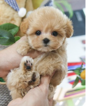 Super cute Maltipoo puppies Image eClassifieds4u 1