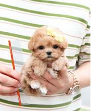 Super cute Maltipoo puppies Image eClassifieds4u 2