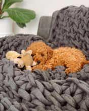 Toy Poodle DETAILS AT (mb697913@gmail com) Image eClassifieds4U