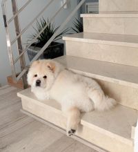 Well trained chow chow puppies for adoption Image eClassifieds4U