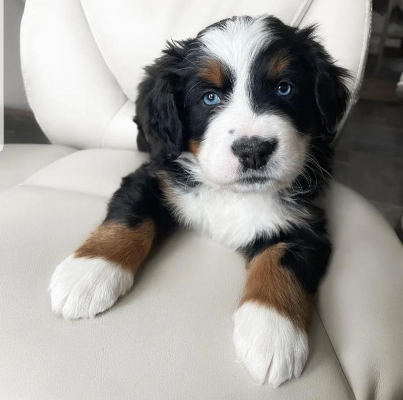 Male and female Bernese Mountain dog puppies for adoption. Image eClassifieds4u