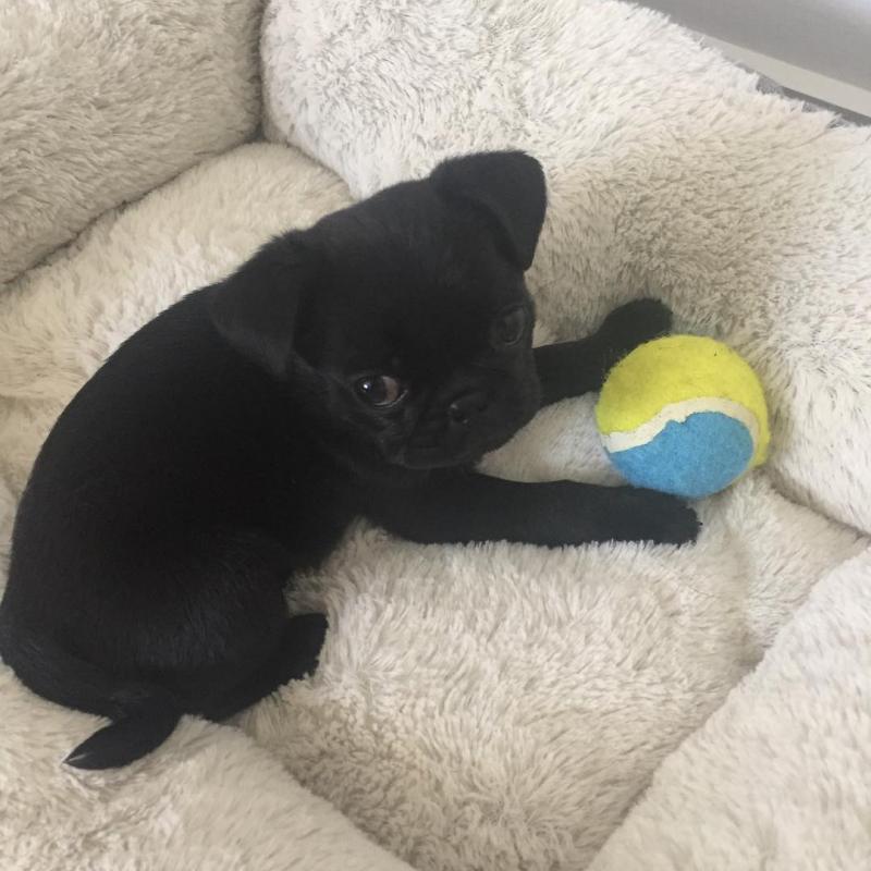 Male and Female Pug Puppies for adoption. Email(melissa24allyssa@gmail.com) Image eClassifieds4u