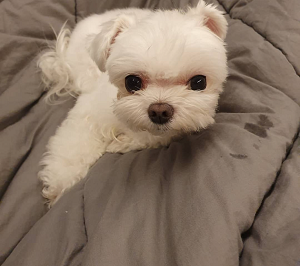 Maltese puppies available for adoption Image eClassifieds4u