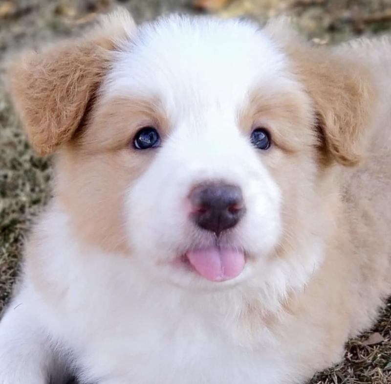 pretty border collie puppies for adoption Image eClassifieds4u