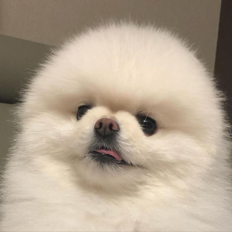 Purebred Pomeranian Puppies Available Image eClassifieds4u