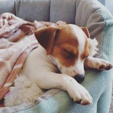 Remarkable Jack russel puppies for adoption(blancamonica041@gmail.com) Image eClassifieds4u