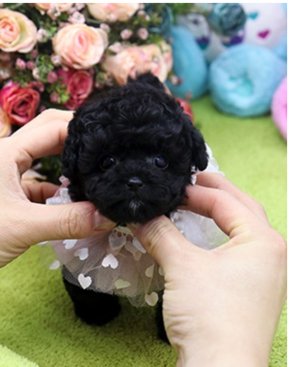 Stunning KC Registered Red Miniature Poodle Puppies for sale Image eClassifieds4u