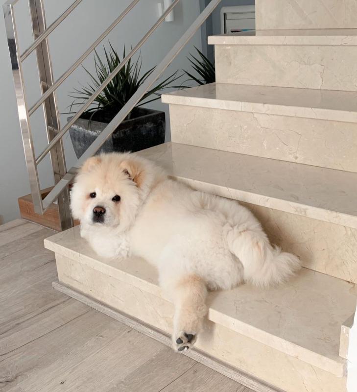Well trained chow chow puppies for adoption Image eClassifieds4u