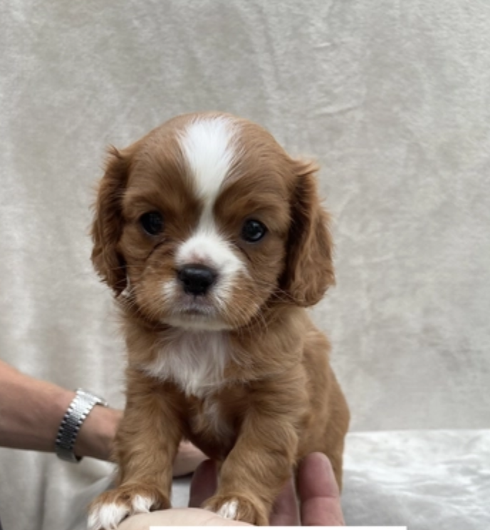 Cavalier King Charles Spaniel for sale Image eClassifieds4u