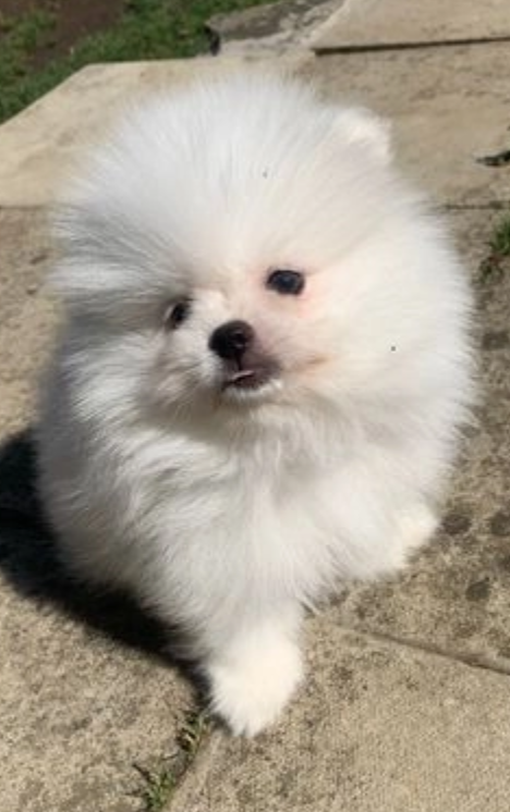 Pomeranian puppies for sale Image eClassifieds4u