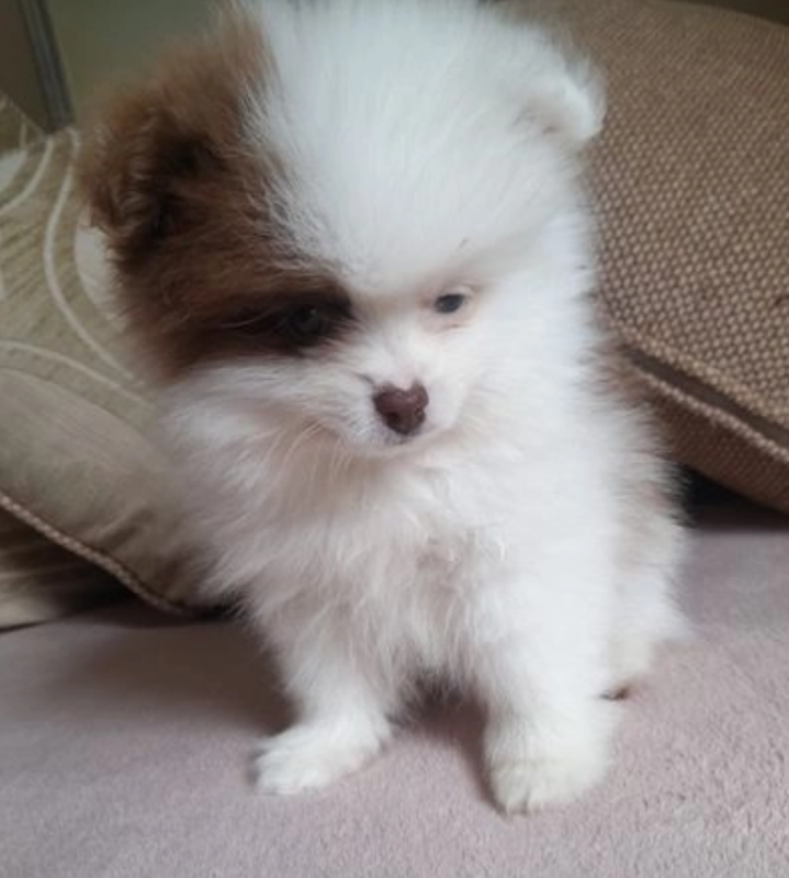 Pomeranian puppies for sale Image eClassifieds4u