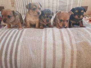 chorkie puppies ( chihuahua / yorkie mix) available !!!! Image eClassifieds4u
